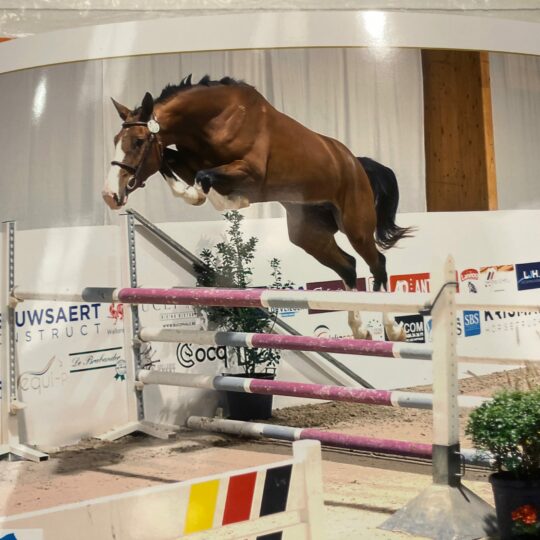 Shadow Gold Be To C Z