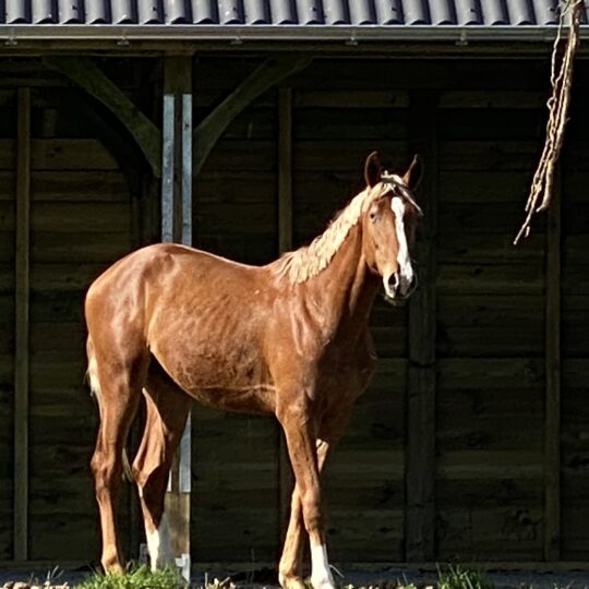 Cyrus Blue Be To C Z